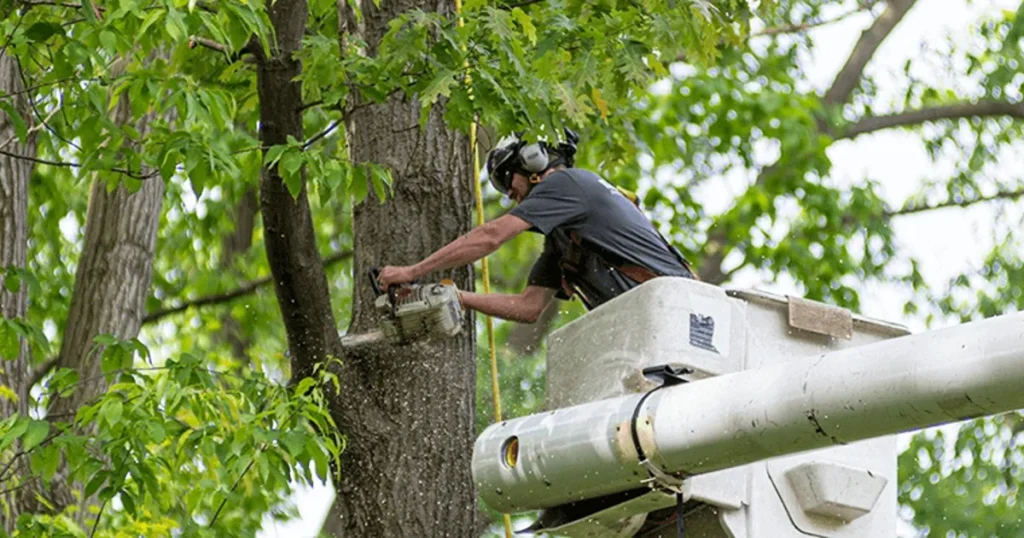 The Hidden Role Trees Play in Healthier Cities