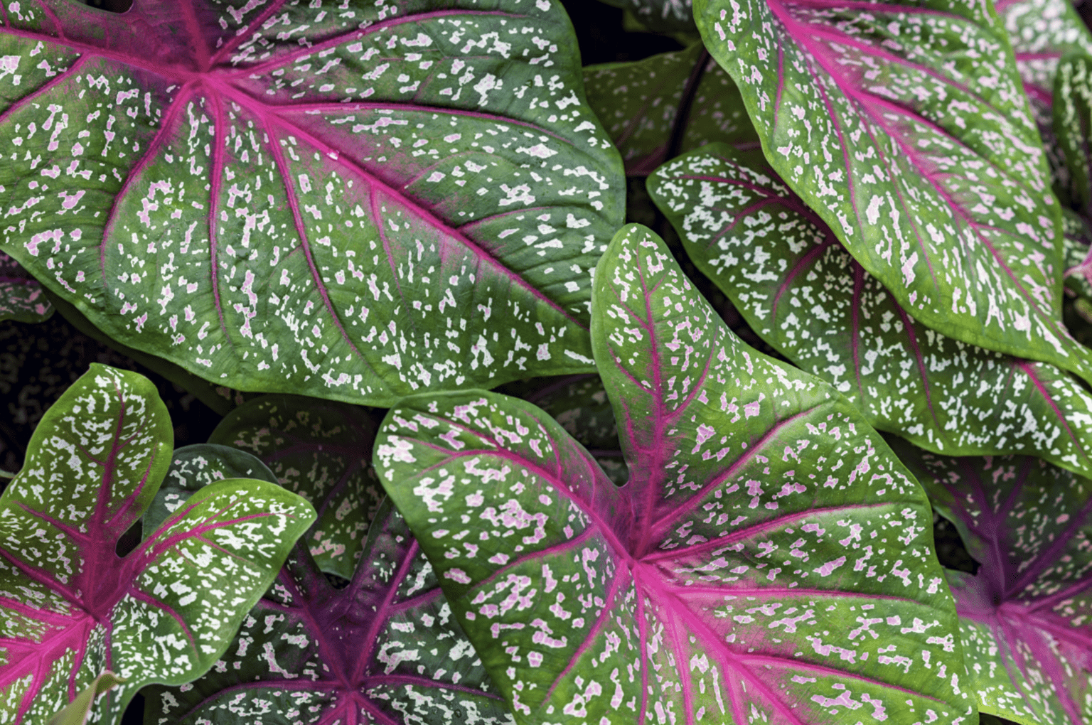 5 Foliage Plants Every Plant Parent Needs in Their Collection